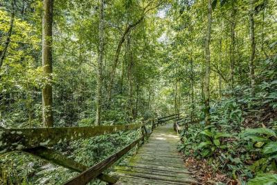 Nature Excursion in Borneo Tropical Rainforest Resort Nature Excursion in Borneo Tropical Rainforest Resort