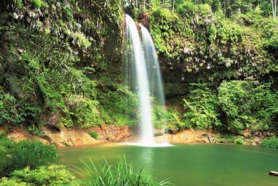 Half-Day Lambir Hills National Park Tour from Miri Half-Day Lambir Hills National Park Tour from Miri