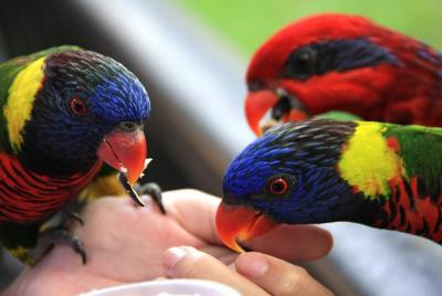 Penang City Tour with Penang Bird Park Admission Tickets Penang City Tour with Penang Bird Park Admission Tickets