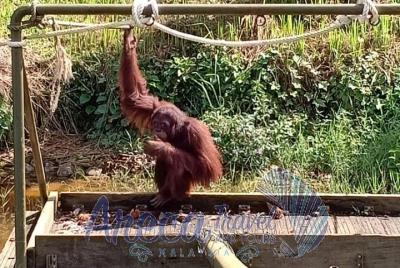 Orang Utan Island & Charcoal Factory Tour Orang Utan Island & Charcoal Factory Tour