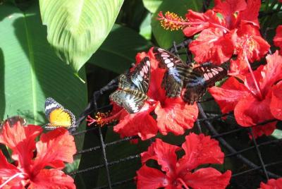 Half-Day Tour to Tropical Spice Garden and Entopia by Penang Butt