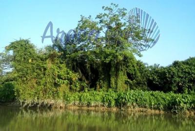 Discovering the Nature Gem of Penang - The River Trail Discovering the Nature Gem of Penang - The River Trail