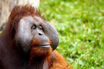 Penang: Orang Utan Island & City Flexible 6 hours Fun  Penang: Orang Utan Island & City Flexible 6 hours Fun
