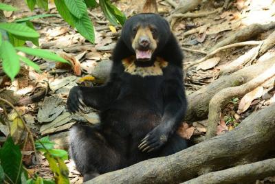 Bornean Sun Bear Conservation Centre & Sepilok Orang Utan Rehab C