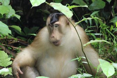 PRIVATE Sandakan Borneo Wildlife Day Trip Tour