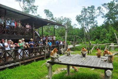 Labuk Bay Proboscis Monkey Sanctuary Admission Ticket