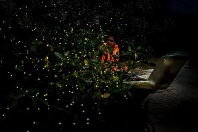 Private Mangrove Cruise with Fireflies Tour Including Seafood Din