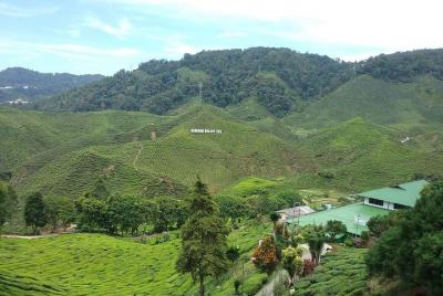 Cameron Highlands Countryside Tour  Cameron Highlands Countryside Tour