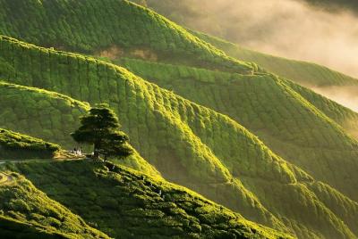 Cameron Highlands Hotels to Kuala Lumpur City 1-way Transfer Cameron Highlands Hotels to Kuala Lumpur City 1-way Transfer