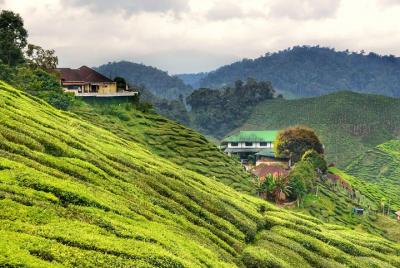 Cameron Highlands City to Kuala Lumpur Airport Cameron Highlands City to Kuala Lumpur Airport
