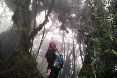 Mount Irau Mossy Trek
