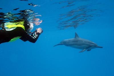 Maafushi: Dolphin & Shark Snorkeling, Coral Garden & Sandbank tou