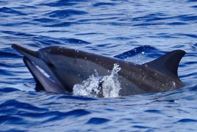 Shared Dolphin Encounter in Mauritius, Including Breakfast Shared Dolphin Encounter in Mauritius, Including Breakfast