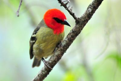 Ile aux Aigrettes - Tea Route - Gris Gris Guided Day Tour Ile aux Aigrettes - Tea Route - Gris Gris Guided Day Tour