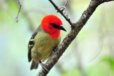 Ile aux Aigrettes - Tea Route - Gris Gris Private Guided Tour (Min. 2 persons) Ile aux Aigrettes - Tea Route - Gris Gris Private Guided Tour (Min. 2 persons)