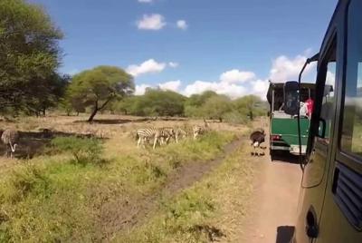 Full Day at Casela World of Adventures