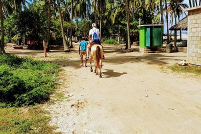 Beach Horseback Riding - MEXICAN FAJITAS - Baby Turtle Release &  Beach Horseback Riding - MEXICAN FAJITAS - Baby Turtle Release &