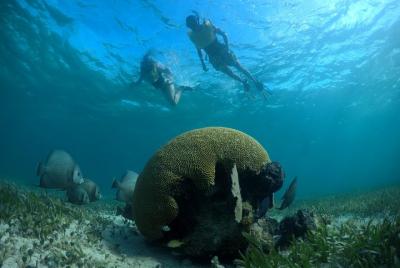 Reef and Shipwreck Snorkeling Tour in Cancun Reef and Shipwreck Snorkeling Tour in Cancun