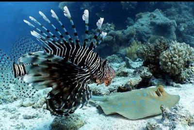 PADI Discover Local Diving ( For certified Divers ) 1 Tank, Mahah PADI Discover Local Diving ( For certified Divers ) 1 Tank, Mahah