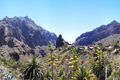 Masca & Garachico (Exit from the South) Masca & Garachico (Exit from the South)