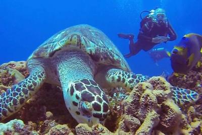 Discover Scuba Diving