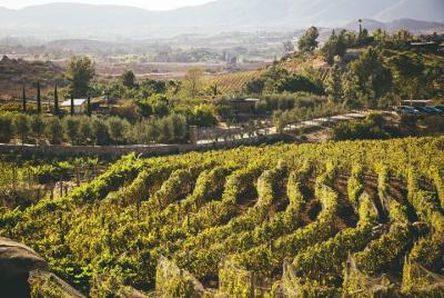 Ansell Wine Tours Valle Experience Ansell Wine Tours Valle Experience