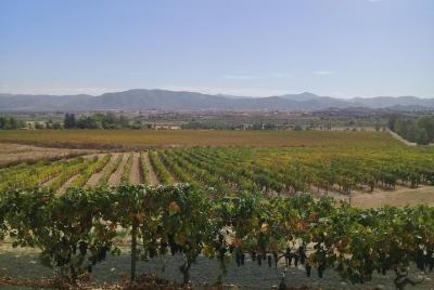wine tours and driver service through valle de guadalupe, Ensenad wine tours and driver service through valle de guadalupe, Ensenad
