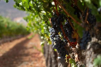Valle de Guadalupe Wine Tour, All Inclusive by AKA Expeditions. Valle de Guadalupe Wine Tour, All Inclusive by AKA Expeditions.