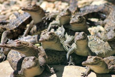 Eco Tour - Turtles, crocodiles & beach