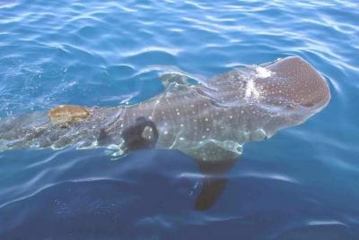 Whale Shark Group Adventure from Isla Holbox