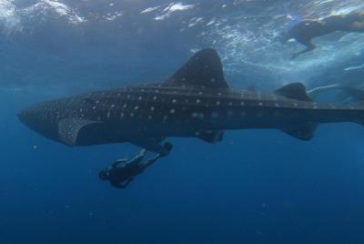 Swim with whale sharks on a private tour