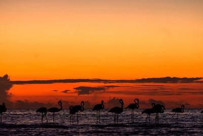 Mangroves Paddling Tour and Sunset