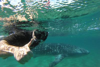 Whale Shark snorkeling at La Paz guided by a local marine biologi Whale Shark snorkeling at La Paz guided by a local marine biologi