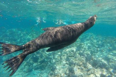 Espiritu Santo Island Day Tour Espiritu Santo Island Day Tour