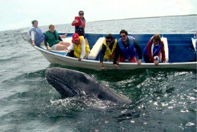 Whales Tour from La Paz Whales Tour from La Paz