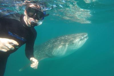 Reduced Group Whale Shark Snorkel Reduced Group Whale Shark Snorkel