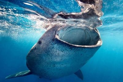 Sea of Cortez Whale Shark Encounter 1-4 Private Group in La Paz Sea of Cortez Whale Shark Encounter 1-4 Private Group in La Paz