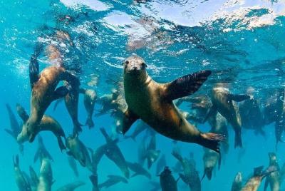 Espiritu Santo Island Combo: Sea Lions and Paddleboard 1 to 4 Pri Espiritu Santo Island Combo: Sea Lions and Paddleboard 1 to 4 Pri