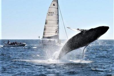 Whale Watching Tour in Los Cabos Whale Watching Tour in Los Cabos