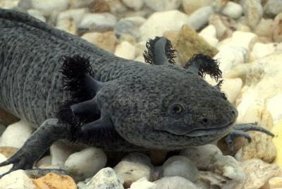 Axolotl Tour from CDMX