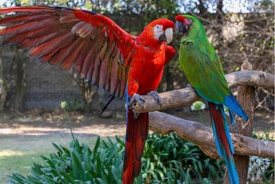 Aviary the Nest Aviary the Nest