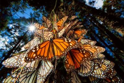 Monarch Butterfly Monarch Butterfly