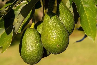 The Avocado Tour (Morelia) The Avocado Tour (Morelia)