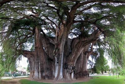 Mitla, Tule, Tlacolula and Teotilán 