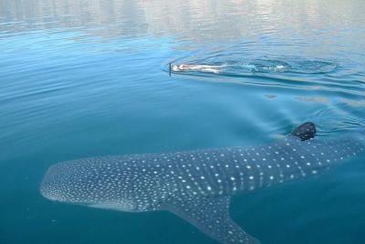 Private Tour Swimming With Whale Shark From Tulum Private Tour Swimming With Whale Shark From Tulum