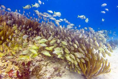 Snorkeling in the stunning Playa del Carmen reef Snorkeling in the stunning Playa del Carmen reef