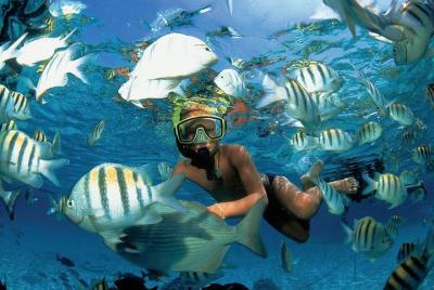 Amazing Reef Snorkel In Puerto Morelos With Round Transportation 