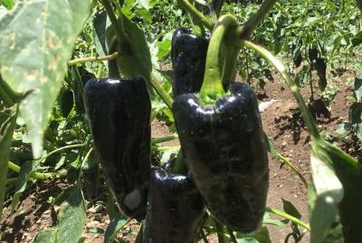 Half Day Tour of Chile in Nogada Half Day Tour of Chile in Nogada