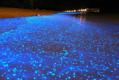 Bioluminescent Lagoon Boat Ride and Swim from Puerto Escondido Bioluminescent Lagoon Boat Ride and Swim from Puerto Escondido