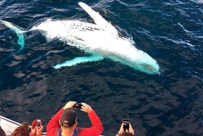 Whale Watching in Puerto Vallarta Cruise All Inclusive Whale Watching in Puerto Vallarta Cruise All Inclusive